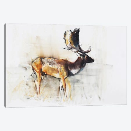 Magnificent Fallow Buck, 2006 Canvas Print #MAD11} by Mark Adlington Canvas Wall Art