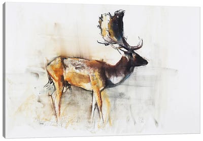 Magnificent Fallow Buck, 2006 Canvas Art Print - Mark Adlington