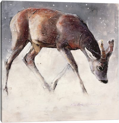 Roe Buck Canvas Art Print - Mark Adlington