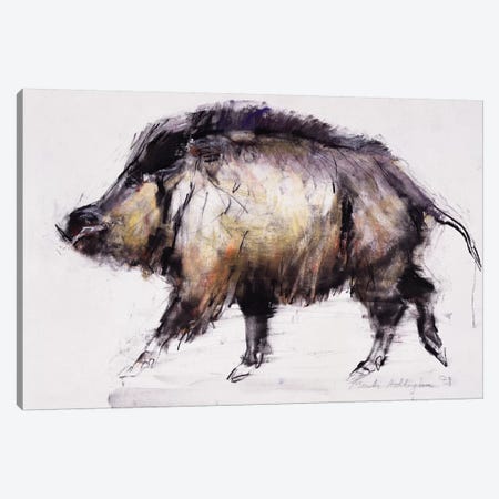 Wild Boar Canvas Print #MAD35} by Mark Adlington Canvas Art Print