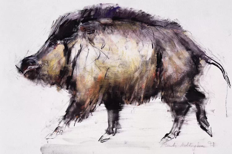 Wild Boar by Mark Adlington wall art