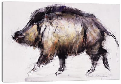 Wild Boar Canvas Art Print - Pig Art