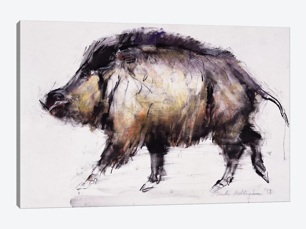 Wild Boar by Mark Adlington 1-piece Canvas Artwork