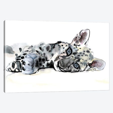 Arabian Leopard Cub, 2008 Canvas Print #MAD51} by Mark Adlington Canvas Art