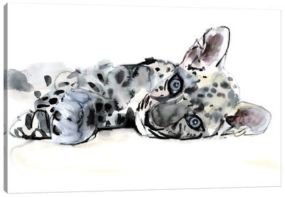 Arabian Leopard Cub, 2008 Canvas Art Print - Mark Adlington