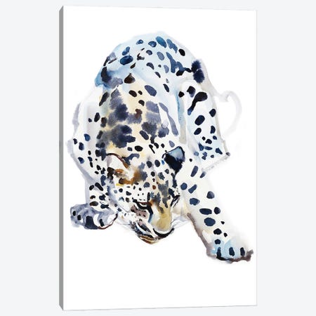 Arabian Leopard II, 2008 Canvas Print #MAD53} by Mark Adlington Canvas Art