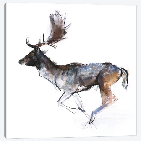 Evening Buck (Fallow Deer), 2007 Canvas Print #MAD72} by Mark Adlington Canvas Art