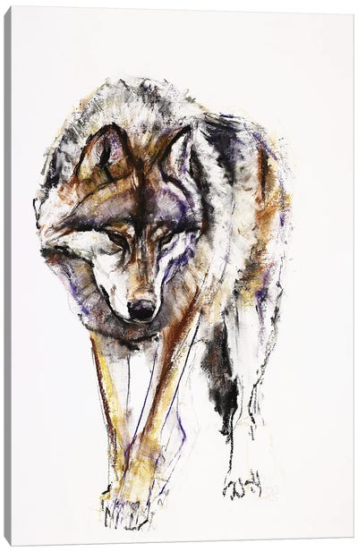 European Wolf Canvas Art Print - Mark Adlington