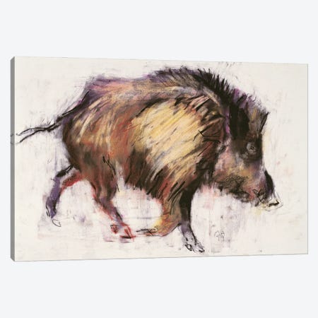 Wild Boar Trotting, 1999 Canvas Print #MAD98} by Mark Adlington Canvas Art