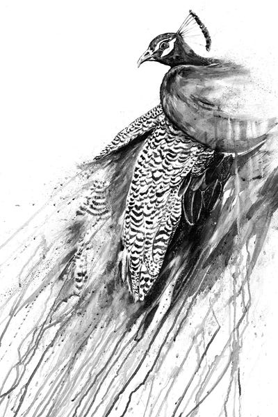 Peacocks: Narcissus in Black & White by Marc Allante