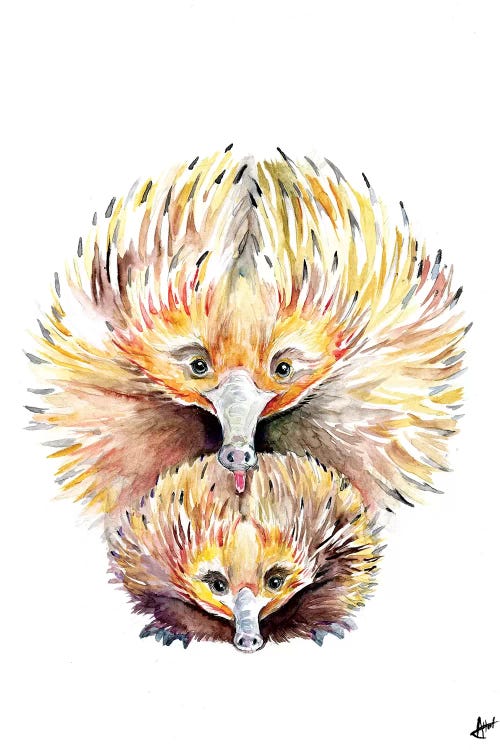 Enigmatic Echidnas by Marc Allante wall art