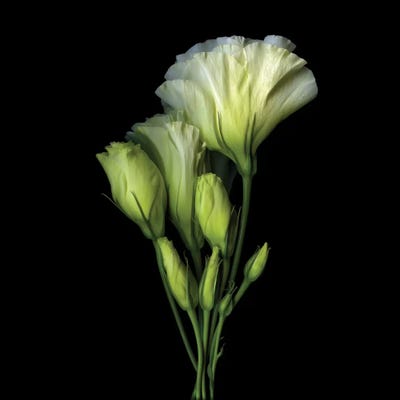 A Bundle Of Joy And Beauty by Magda Indigo art print