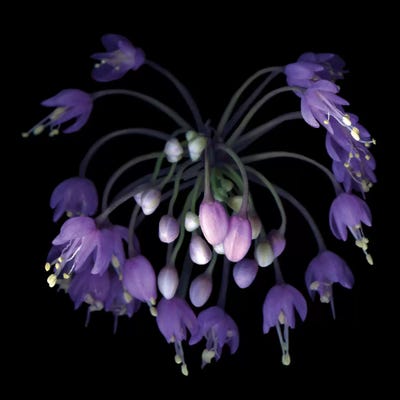 Allium Fireworks by Magda Indigo art print
