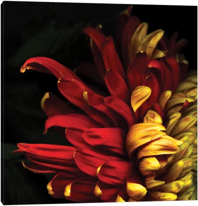 Y Viva Espana Canvas Art Print - Floral Close-Ups