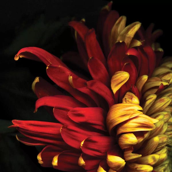 Chrysanthemums: Y Viva Espana by Magda Indigo