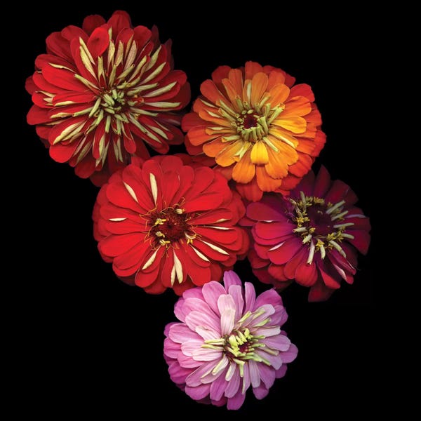 Zinnias: Zinging Zinnia by Magda Indigo