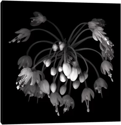 Allium II, B&W Canvas Art Print - Beauty & Spa