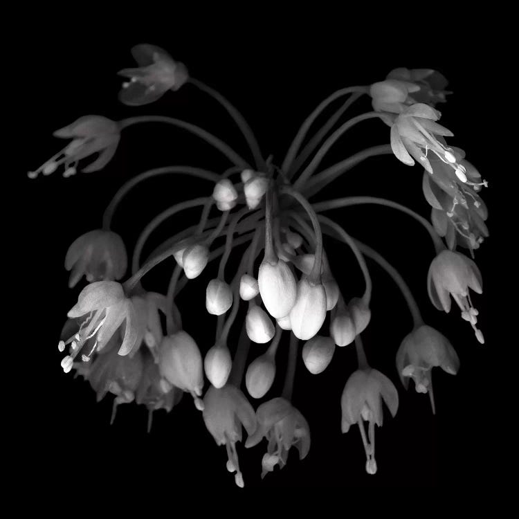 Allium II, B&W