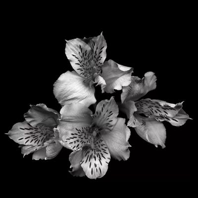 Alstoemeria II, B&W by Magda Indigo art print
