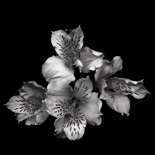 Still Life Photography: Alstoemeria II, B&W by Magda Indigo