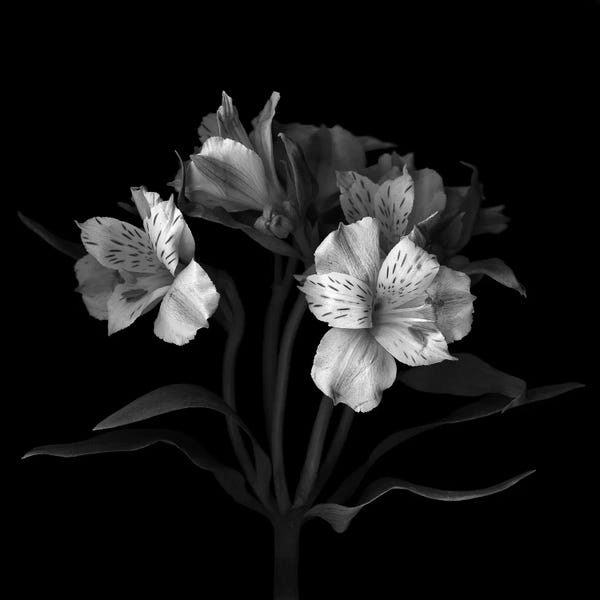 Cosmos: Alstoemeria VII, B&W by Magda Indigo