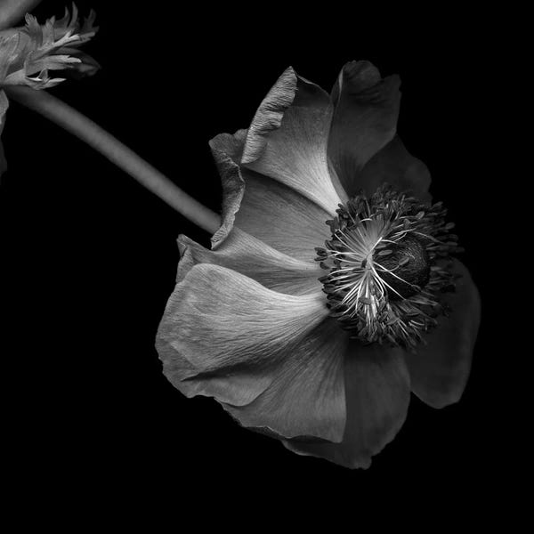 Anemones: Anemone, B&W by Magda Indigo