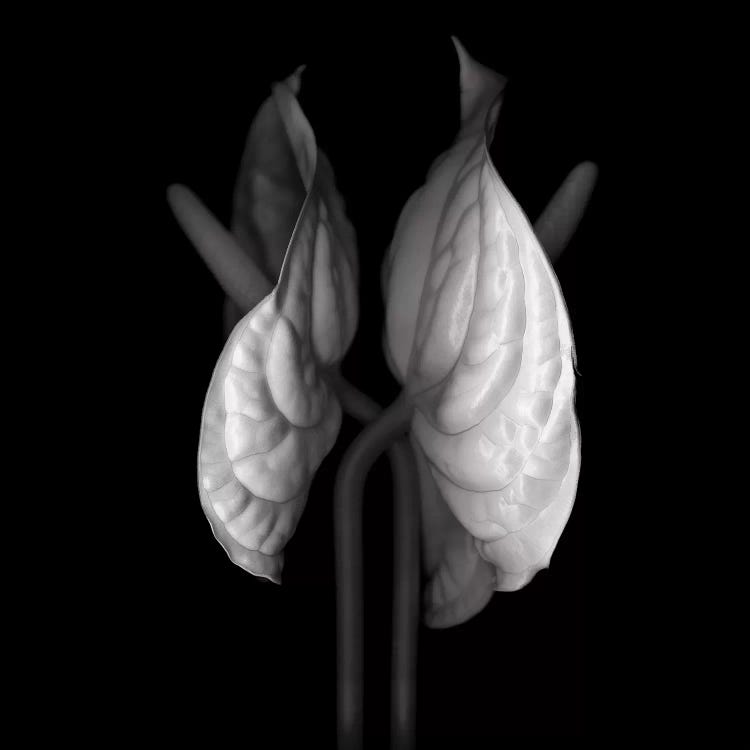 Anthurium VII, B&W