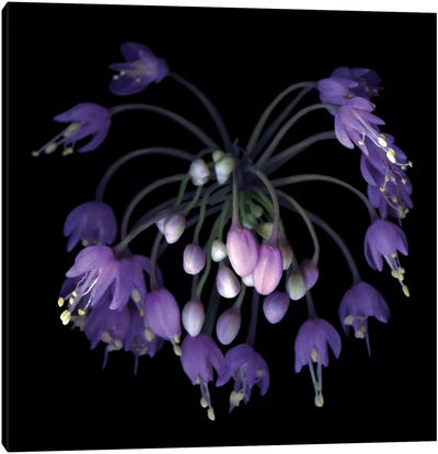 Allium Fireworks Canvas Art Print - Pantone Ultra Violet 2018
