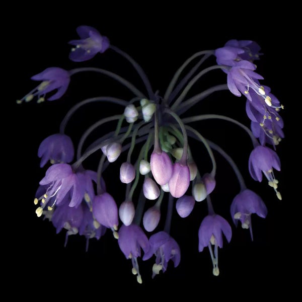 Fine Art Photography: Allium Fireworks by Magda Indigo