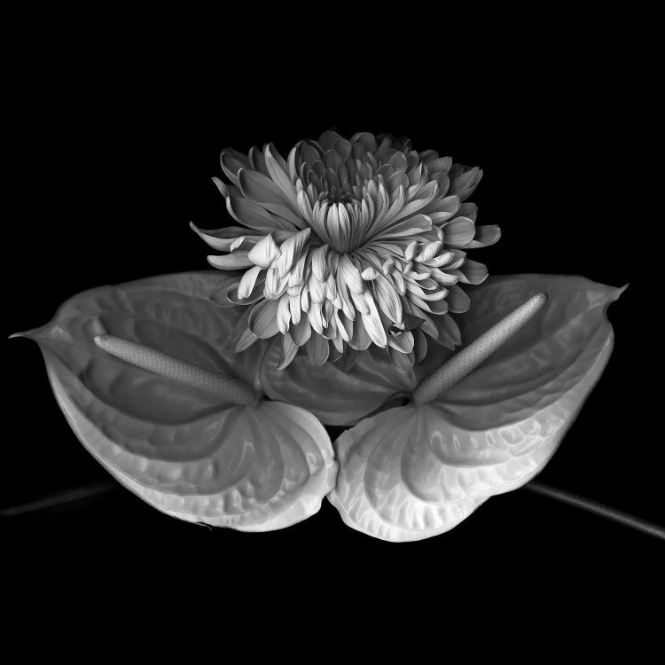 Anthurium XII, B&W