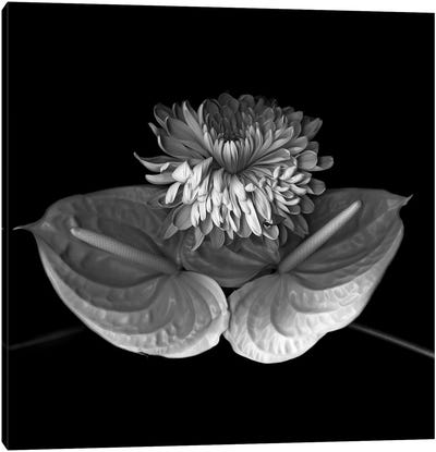 Anthurium XII, B&W Canvas Art Print - Chrysanthemum Art