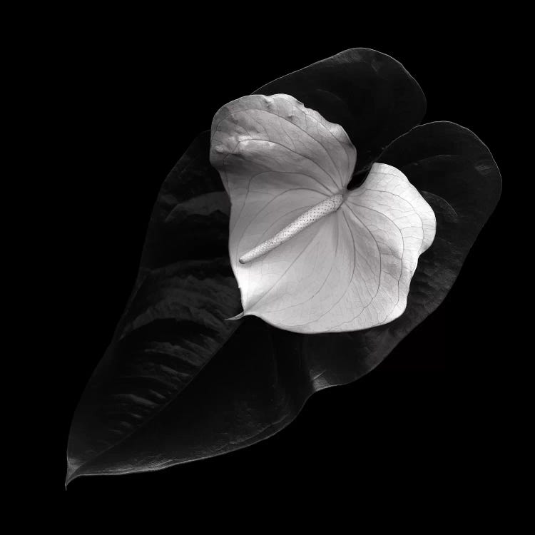 Anthurium, B&W