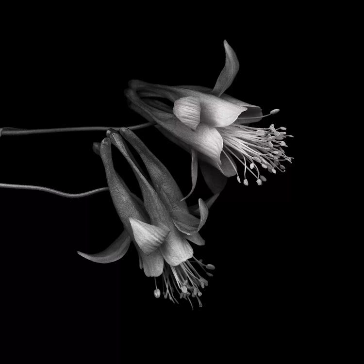 Aquilegia II, B&W