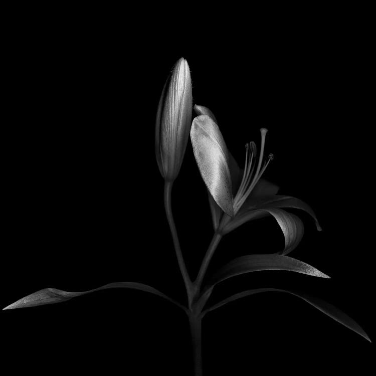 Autumn Lily III, B&W