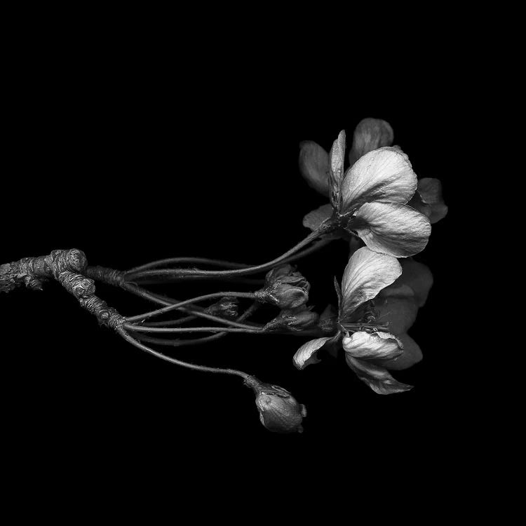 Blossom, B&W