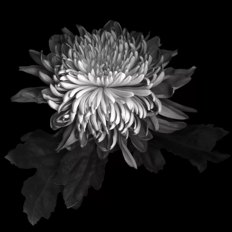 Chrysanthemum I, B&W