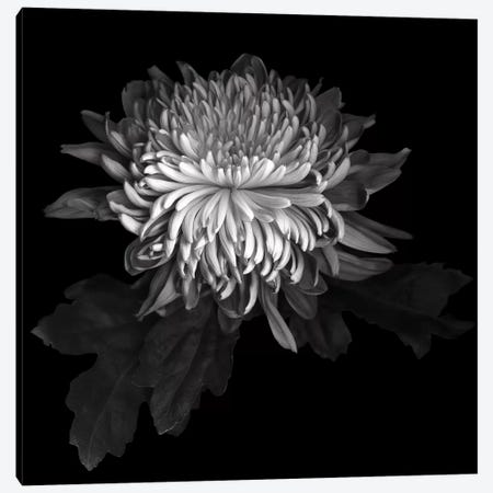 Chrysanthemum I, B&W Canvas Print #MAG117} by Magda Indigo Art Print