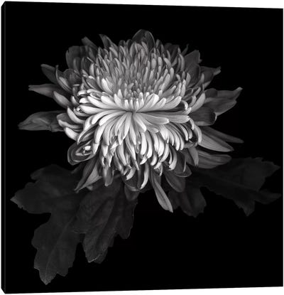Chrysanthemum I, B&W Canvas Art Print - Magda Indigo