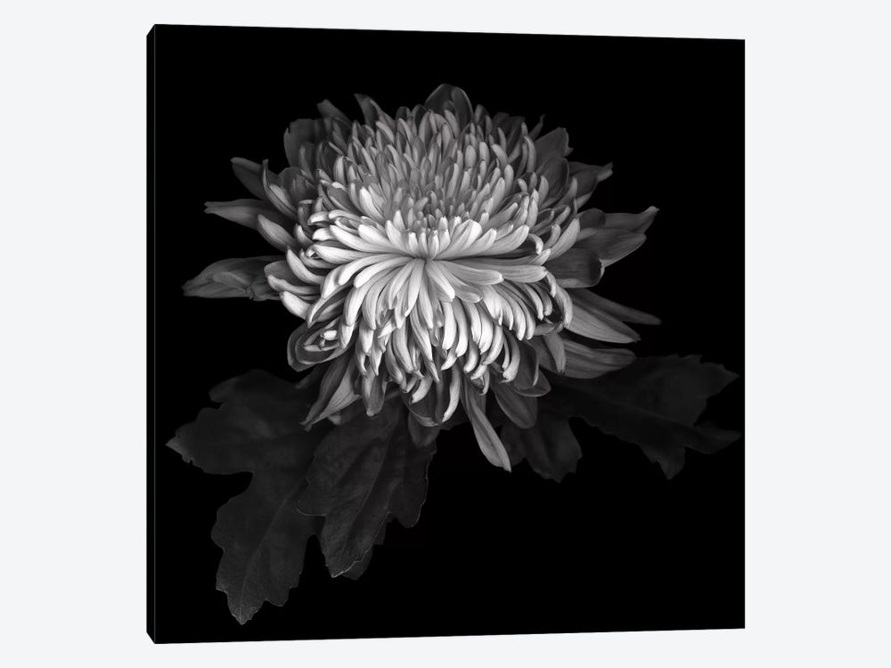 Chrysanthemum I, B&W by Magda Indigo 1-piece Canvas Print