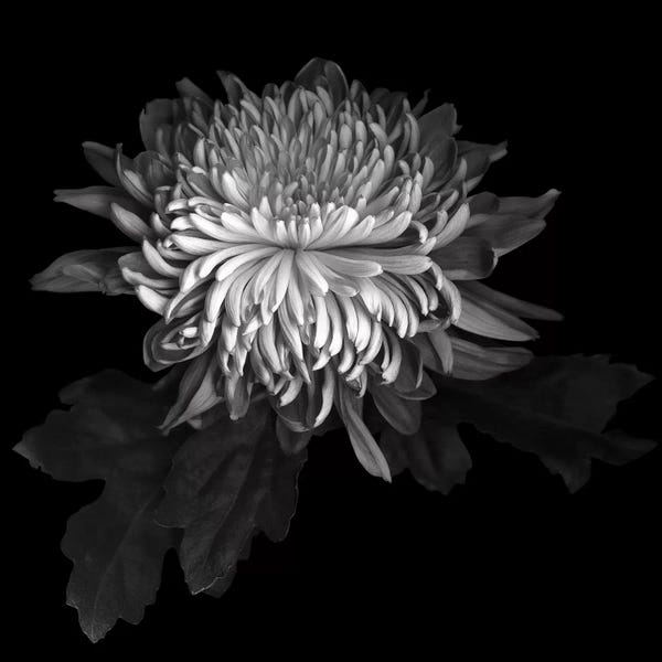 Chrysanthemum I, B&W