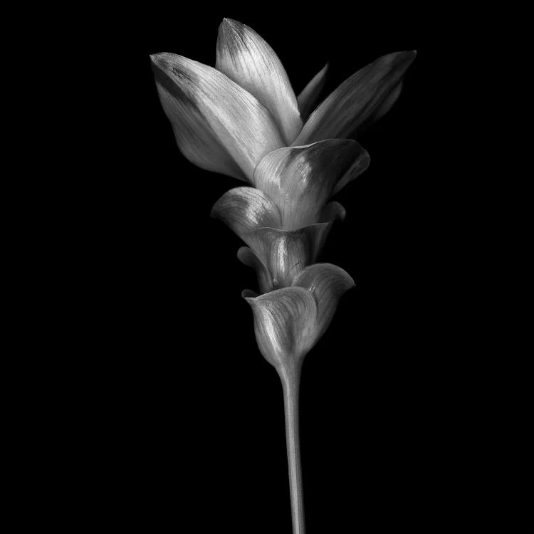 Curcuma III, B&W