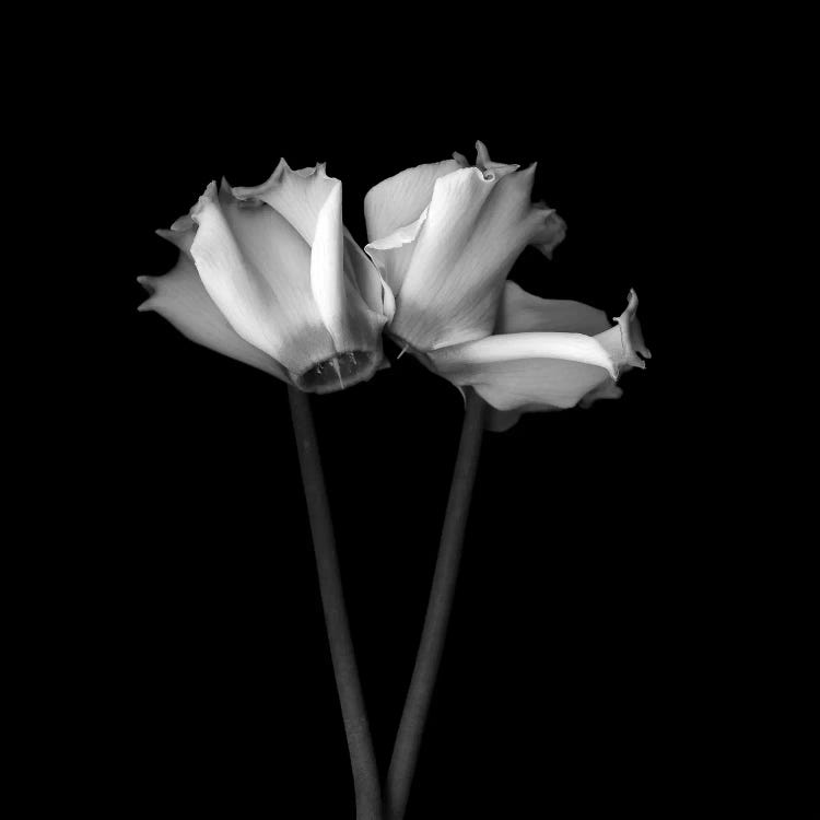 Cyclamen III, B&W