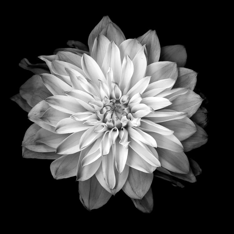 Dahlia XVII, B&W by Magda Indigo wall art