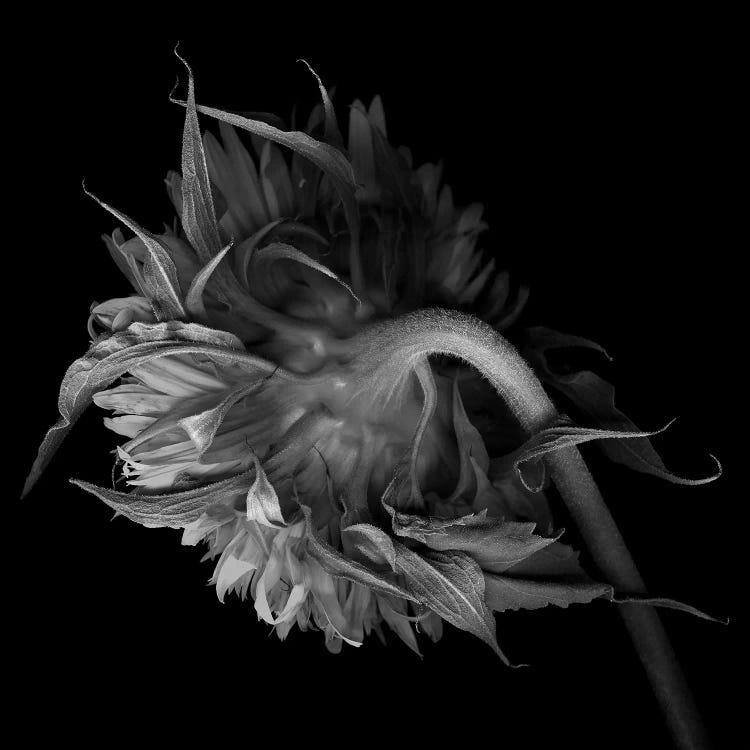 Double Tournesol VI, B&W