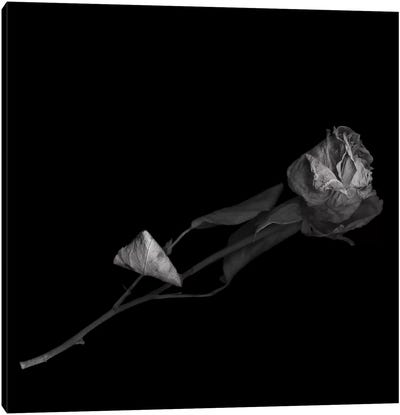 Dried Rose, B&W Canvas Art Print - Fine Art Photography