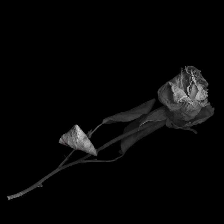 Dried Rose, B&W