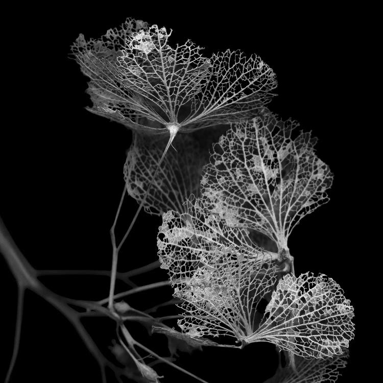 Dry Hydrangea VI, B&W