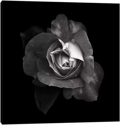 Duotone Rose I, B&W Canvas Art Print - Fine Art Photography