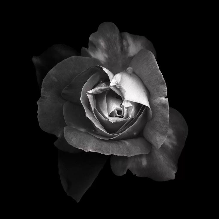 Duotone Rose I, B&W