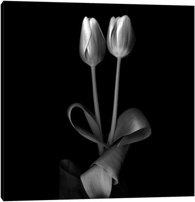 Duotone Tulips XI, B&W Canvas Art Print - Tulip Art
